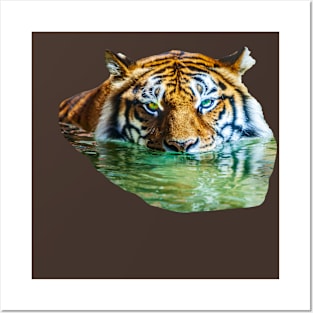 Swimming Bengal Tiger Posters and Art